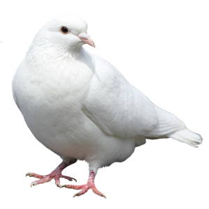 white dove pigeon PNG