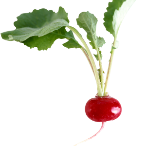 Radish PNG