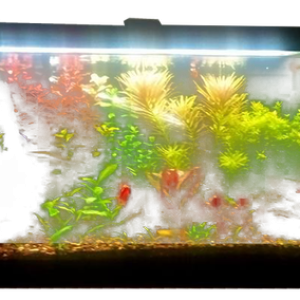Aquarium PNG