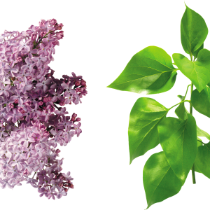 Lilac PNG