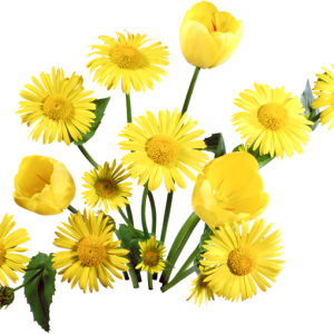 Dandelion PNG