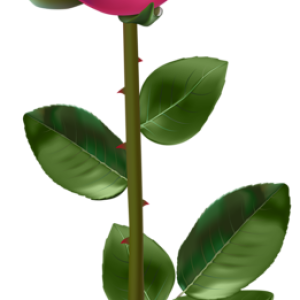 Rose PNG