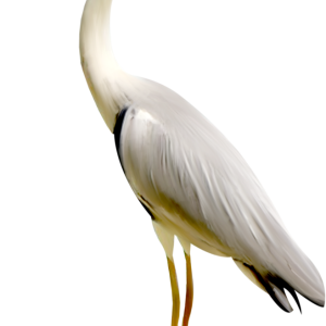 Heron PNG