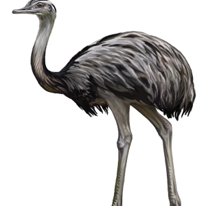 Ostrich PNG
