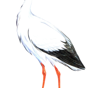 Stork PNG