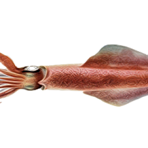 Squid PNG