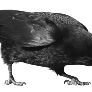 Raven PNG
