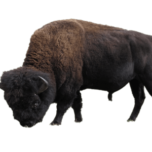 Bison PNG
