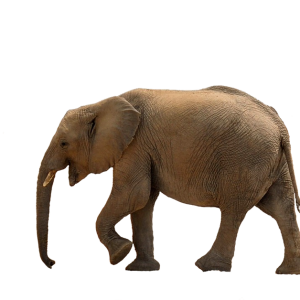 Elephant PNG