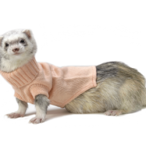 Ferret PNG