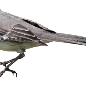 Bird PNG
