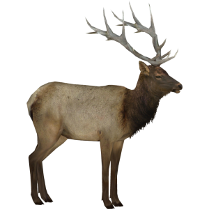 Moose, elk PNG