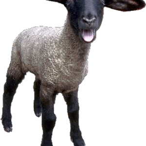 sheep PNG image