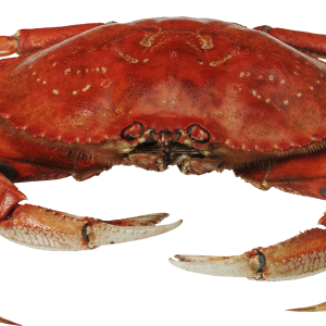 Crab PNG
