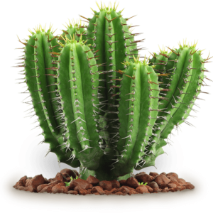 Cactus PNG image