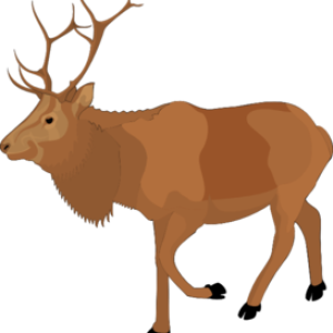 Moose, elk PNG