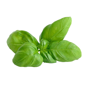 Basil PNG