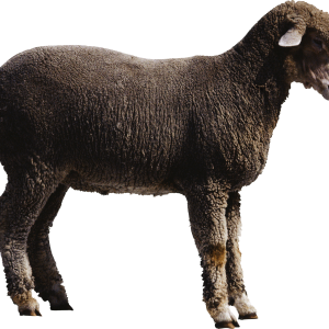 sheep PNG image