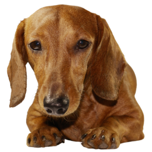 Dachshund PNG