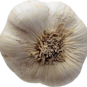 Garlic PNG