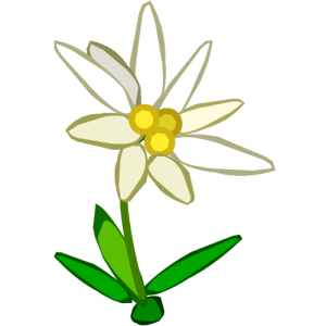 Edelweiss PNG