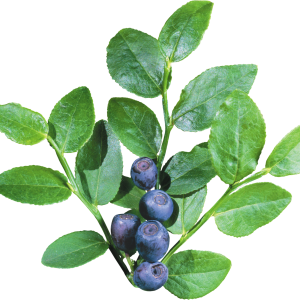 Blueberries PNG