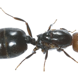 ant PNG