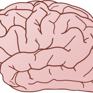 Brain PNG