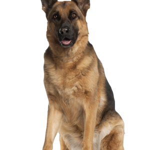 German Shepherd PNG