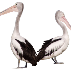 Pelican PNG