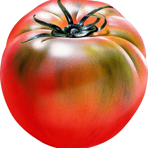 Large freash tomato PNG transparent background