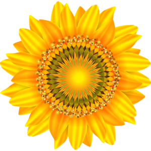 Sunflower PNG