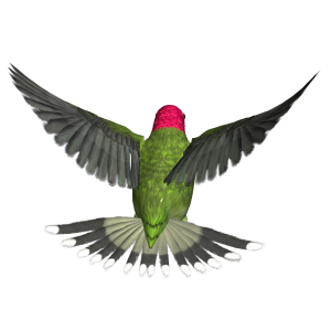 Bird PNG