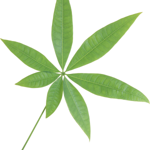 Green leaf PNG