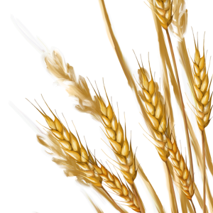 Wheat PNG