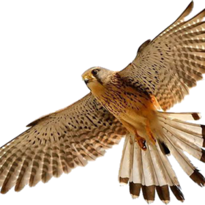 Falcon PNG