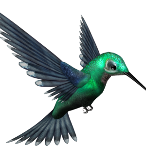 Hummingbird PNG