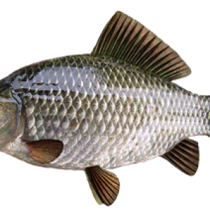 Fish PNG