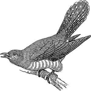 Cuckoo PNG