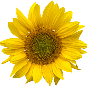 Sunflower PNG