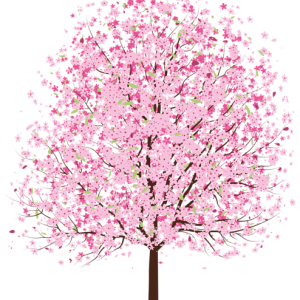 Sakura PNG