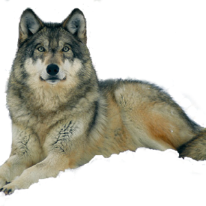 Wolf PNG