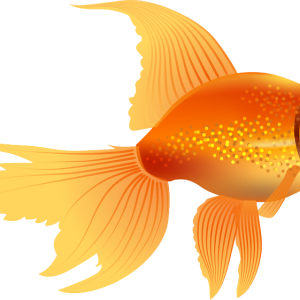 Goldfish PNG