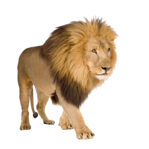 Lion PNG image, free image download, picture, lions