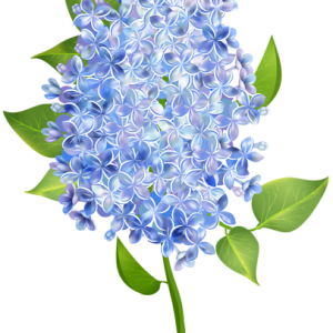 Lilac PNG