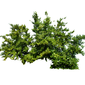 Bush PNG image