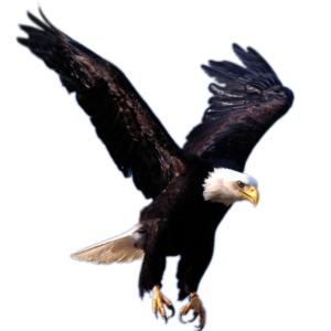 flying eagle PNG image, free download