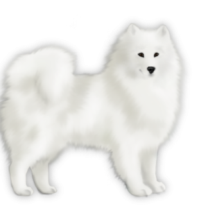 Samoyed PNG
