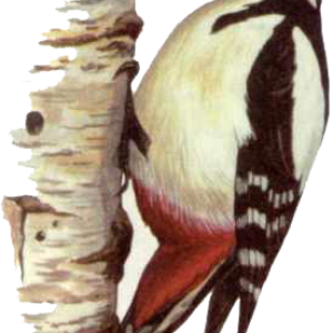 Woodpecker PNG