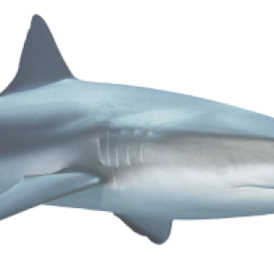 Shark PNG